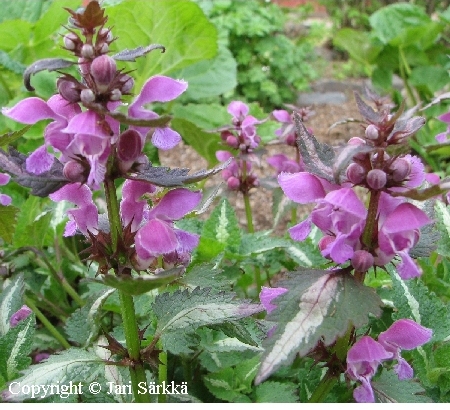 Lamium maculatum 'Chequers'